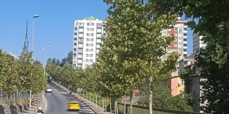 İklim krizine karşı 40 bin ağaç toprakla buluştu