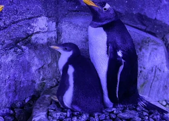 İstanbul’da 4 penguen dünyaya geldi
