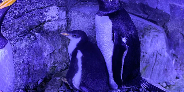 İstanbul’da 4 penguen dünyaya geldi