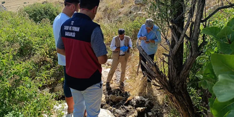 Biri uçurumdan atlayınca diğerleri peşinden koştu