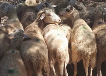 Muğla’da küçükbaş hayvan zehirlenme vakası