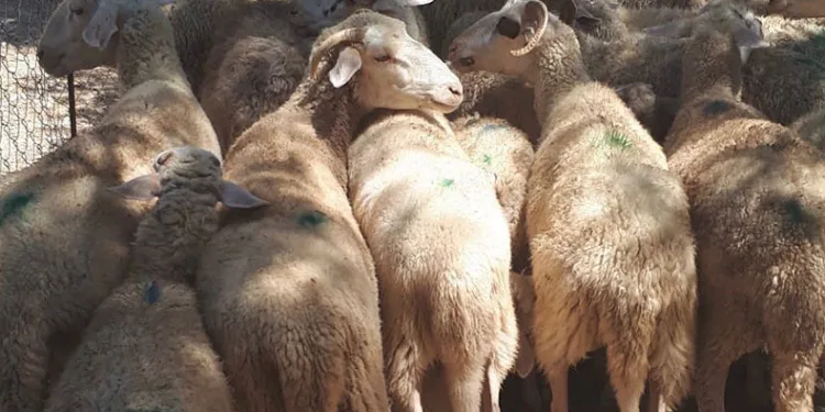 Muğla’da küçükbaş hayvan zehirlenme vakası