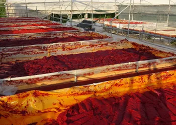 Mersin’de biber salçası üretimi başladı
