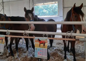 64 tayın, 26 milyon 640 bin TL getirdi