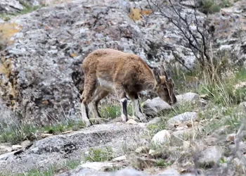 Erzurum’da yabani dağ keçileri görüntülendi