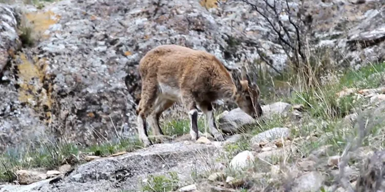 Erzurum’da yabani dağ keçileri görüntülendi