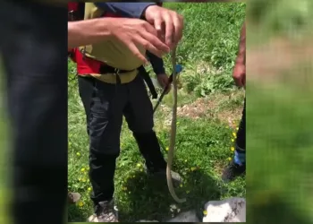 Sıcak havalar yılan görülme vakalarını artırdı
