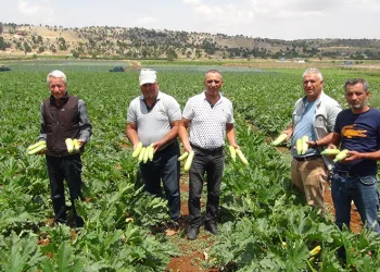 Kabak üreticisi ihracat için yeni ülkeler arıyor