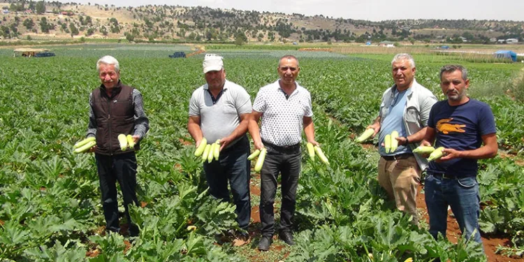 Kabak üreticisi ihracat için yeni ülkeler arıyor