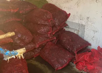 İstanbul Fatih’te 1 ton kaçak midye ele geçirildi