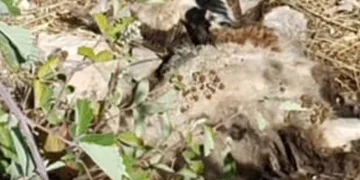 Tunceli’de sürüye kurt saldırdı