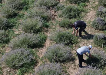 Mis kokulu lavantalarda hasat heyecanı