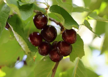 Saimbeyli kirazı tescil bekliyor