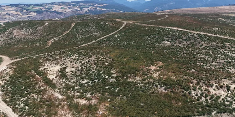 Çanakkale’de küle dönen alanlar yeniden yeşeriyor