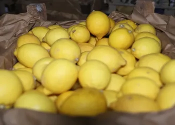 Limon depoları denetleniyor