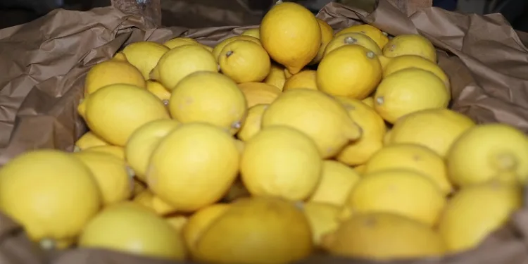 Limon depoları denetleniyor