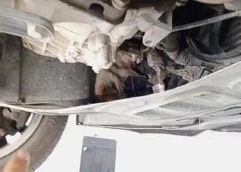 Otomobilin motor kısmına sıkışan kedi tedavi altına alındı