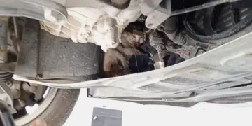 Otomobilin motor kısmına sıkışan kedi tedavi altına alındı