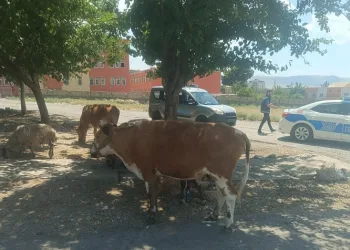 Batman’da başıboş hayvanların sahiplerine ceza kesildi