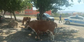 Batman’da başıboş hayvanların sahiplerine ceza kesildi