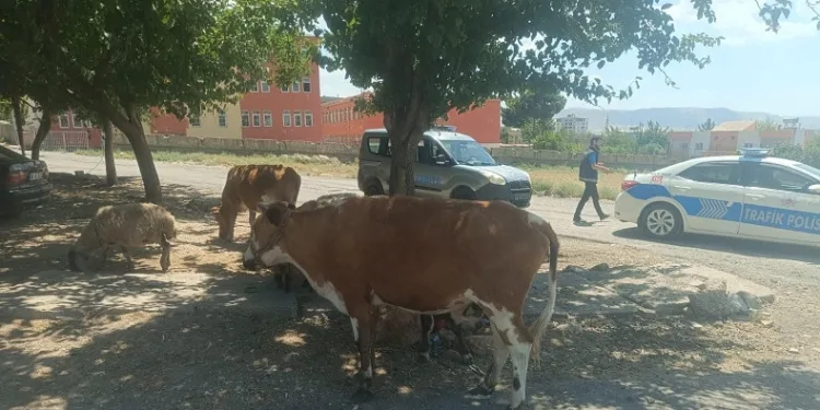 Batman’da başıboş hayvanların sahiplerine ceza kesildi
