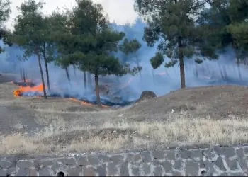 Gaziantep’te orman yangını
