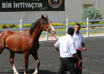 Bursa’da taylar ev fiyatına alıcı buldu