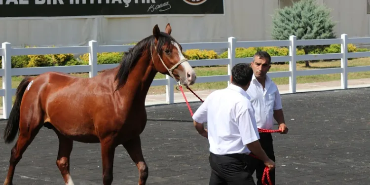 Bursa’da taylar ev fiyatına alıcı buldu