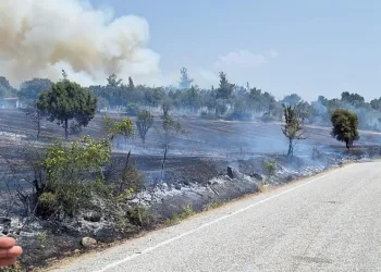 Balıkesir’de orman yangını