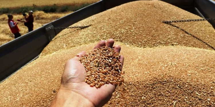 Kuraklığa rağmen ürün rekoltesinde artış