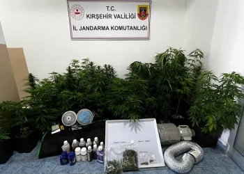 Evinde özel düzenekle kenevir yetiştiren kişi yakalandı