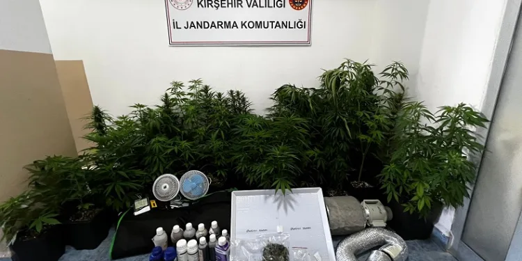 Evinde özel düzenekle kenevir yetiştiren kişi yakalandı