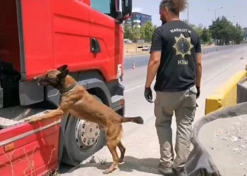 Samsun’da narkotik dedektör köpeği tırda çeşit çeşit uyuşturucu buldu