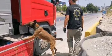 Samsun’da narkotik dedektör köpeği tırda çeşit çeşit uyuşturucu buldu