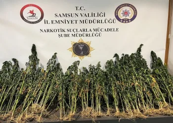 178 kök kenevir bitkisi ele geçirildi