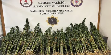 178 kök kenevir bitkisi ele geçirildi
