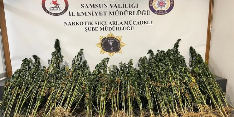 178 kök kenevir bitkisi ele geçirildi