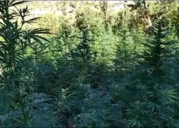 Bingöl’de 2 tarla içerisinde uyuşturucu madde ele geçirildi
