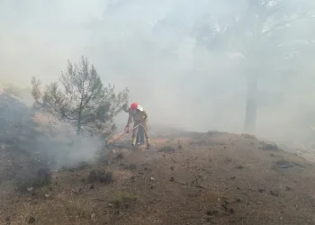 Burhaniye’deki orman yangını kısa sürede kontrol altına alındı