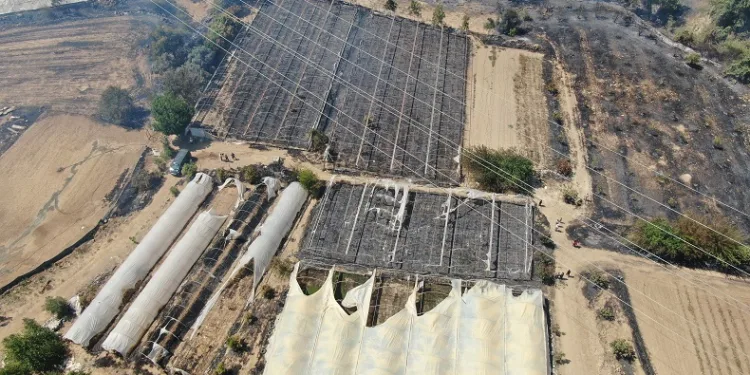 Antalya’da çıkan orman yangınında seralar büyük zarar gördü