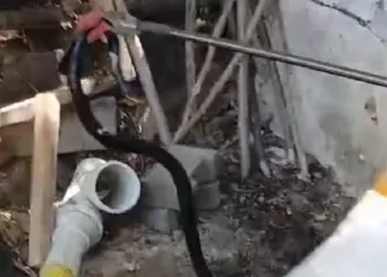 Malatya’da yılan paniği