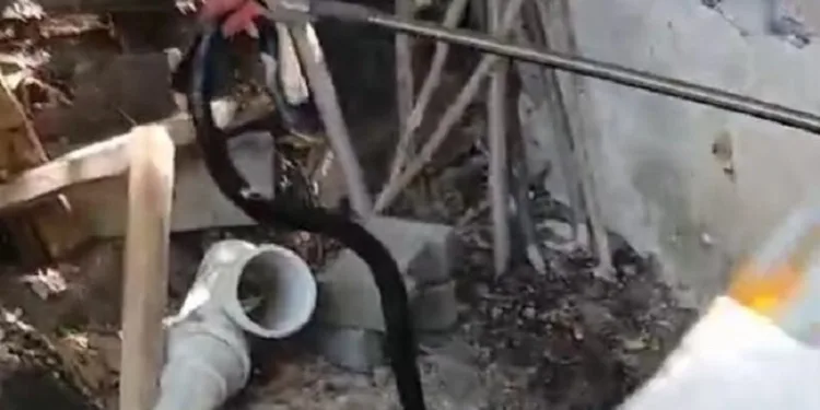 Malatya’da yılan paniği