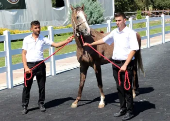 Bursa’da ev fiyatına tay