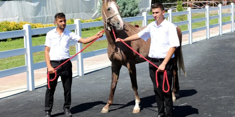 Bursa’da ev fiyatına tay