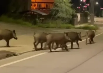 Aç kalan domuzlar ilçe merkezine indi