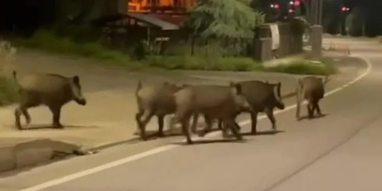 Aç kalan domuzlar ilçe merkezine indi