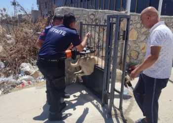 Demir kapıya sıkışan köpeği itfaiye ekibi kurtardı
