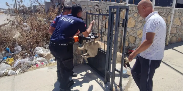 Demir kapıya sıkışan köpeği itfaiye ekibi kurtardı