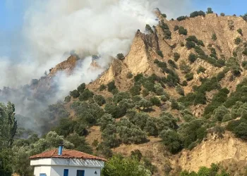 Nazilli’de zeytinlik alan yangını