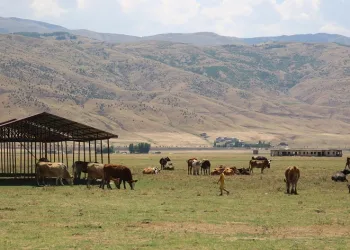Muş’ta bir köy karantinaya alındı